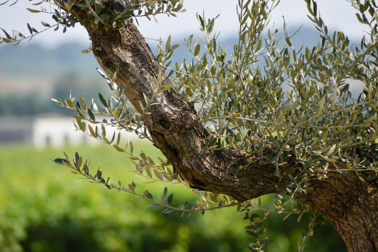 Bed And Breakfast Le Giale Castelnuovo del Garda Buitenkant foto